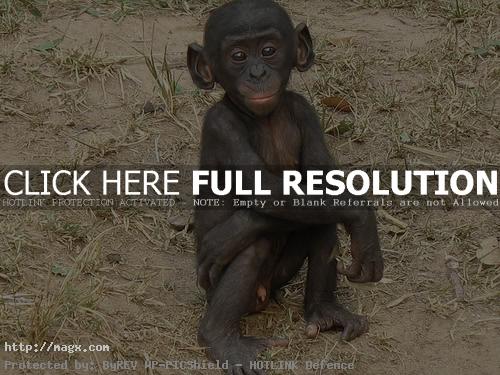 1 Live Long Bonobo or Bonobo Die Out