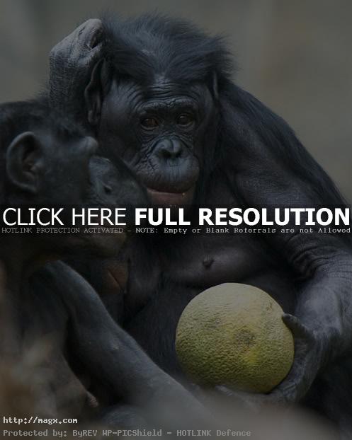 11 Live Long Bonobo or Bonobo Die Out
