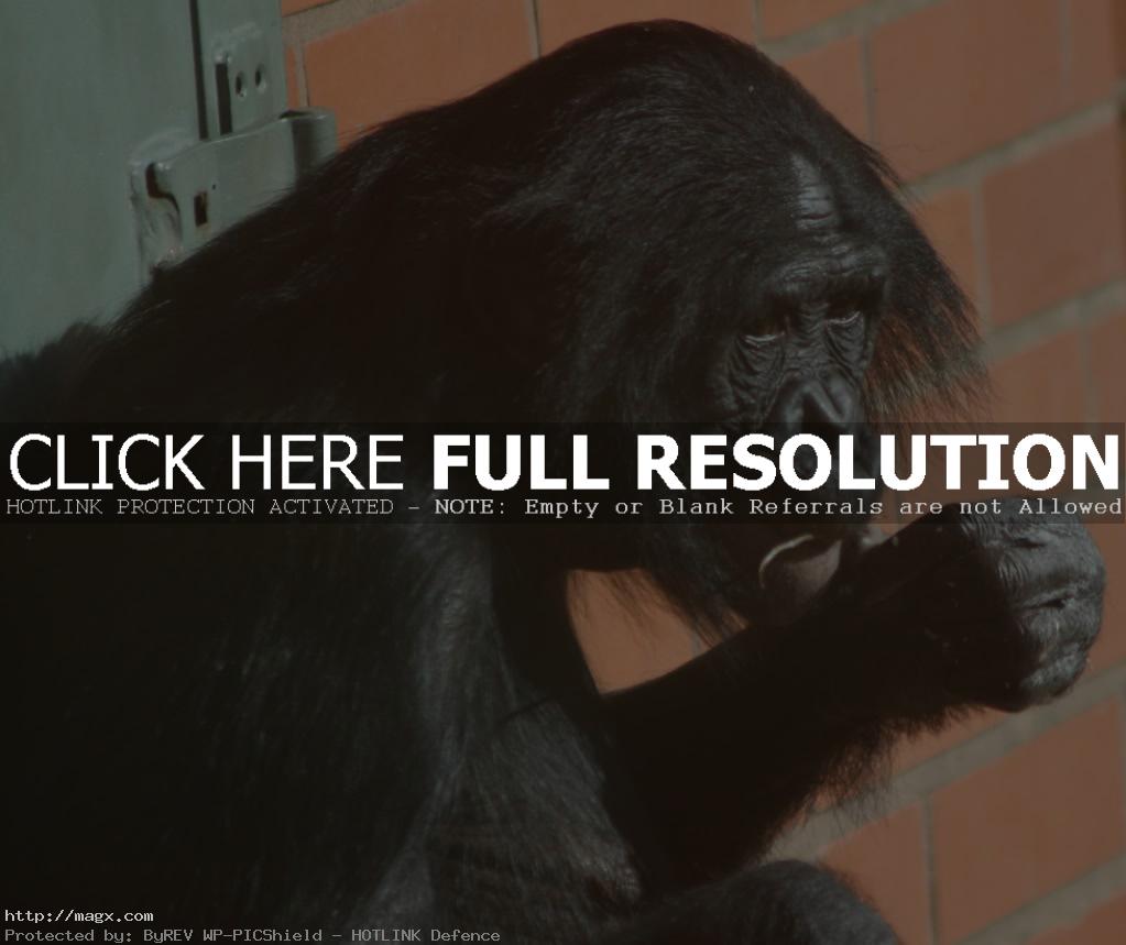 12 Live Long Bonobo or Bonobo Die Out