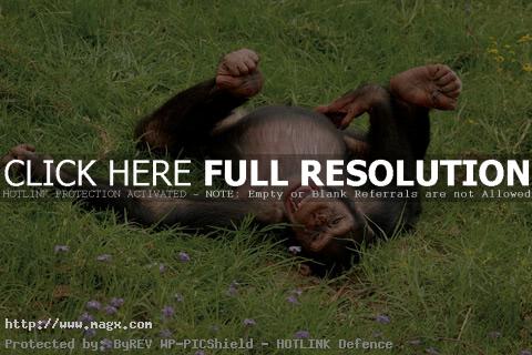 13 Live Long Bonobo or Bonobo Die Out