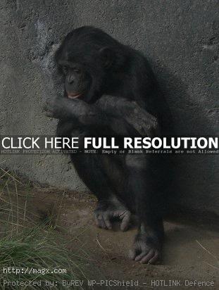 14 Live Long Bonobo or Bonobo Die Out
