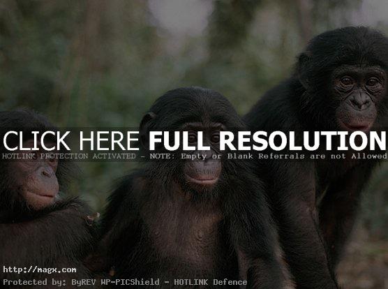 15 Live Long Bonobo or Bonobo Die Out