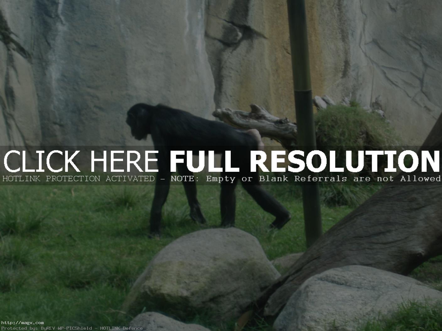 3 Live Long Bonobo or Bonobo Die Out