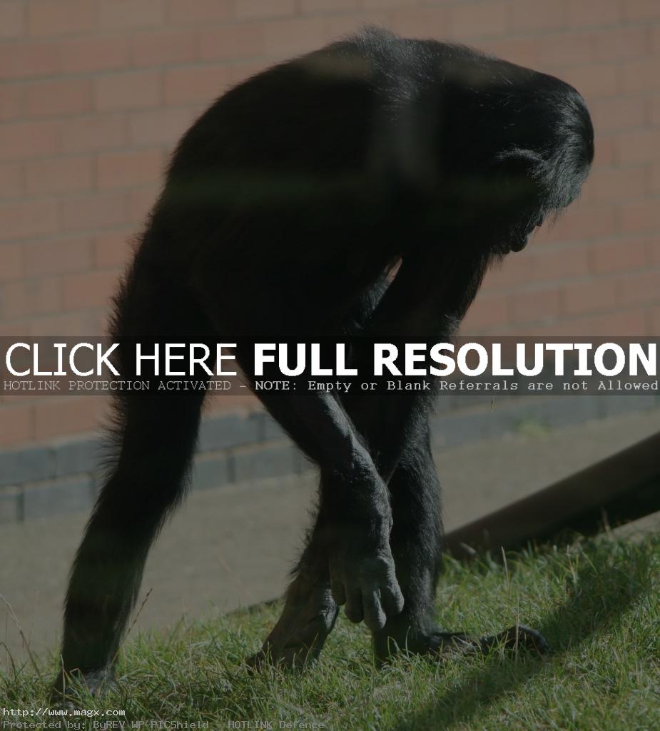 6 Live Long Bonobo or Bonobo Die Out