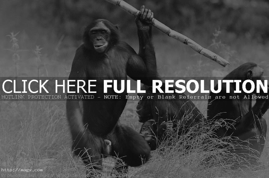 7 Live Long Bonobo or Bonobo Die Out