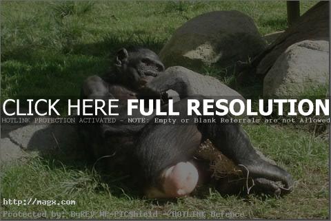 8 Live Long Bonobo or Bonobo Die Out