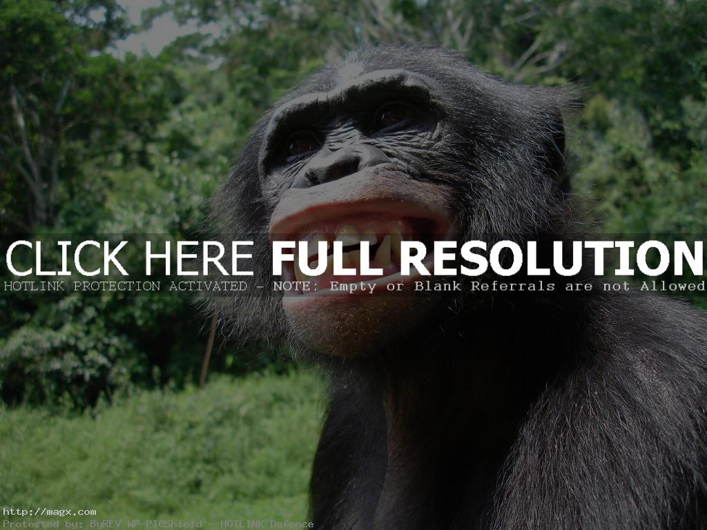 9 Live Long Bonobo or Bonobo Die Out