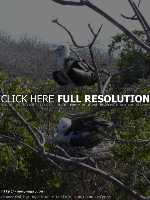 13 Wonderful Galapagos Fauna