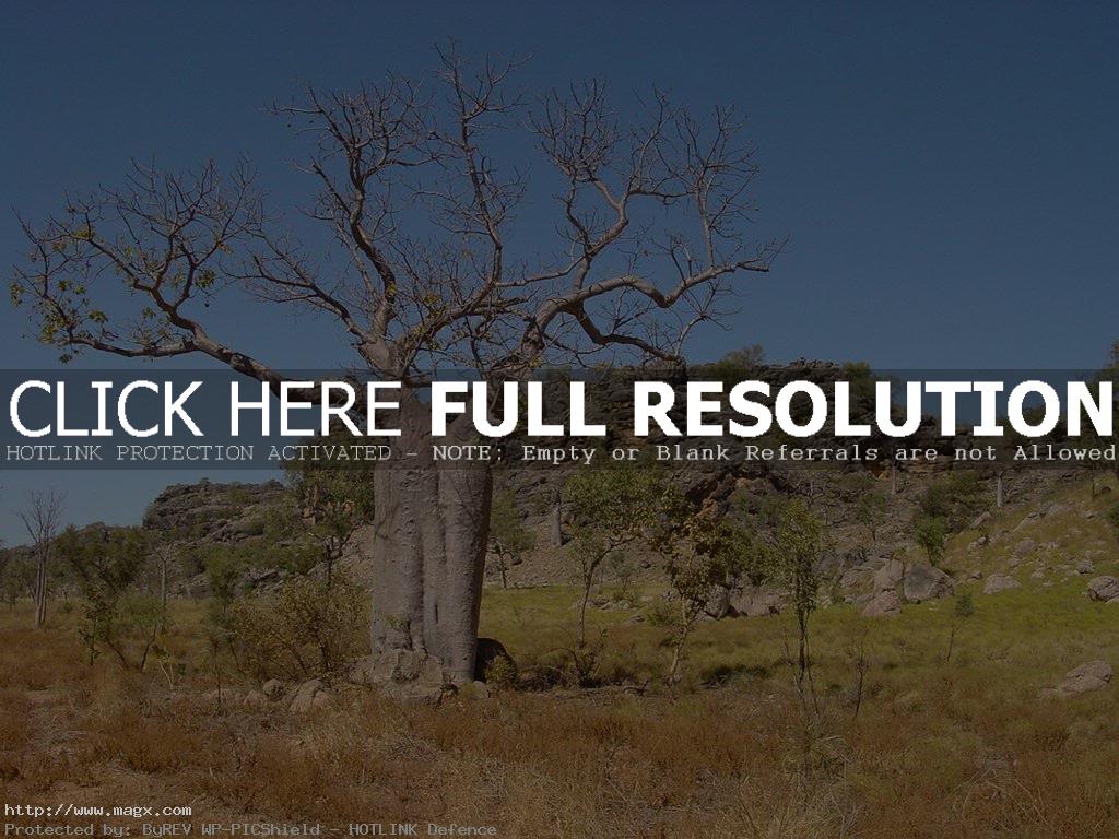 1 Monumental trees of Australia