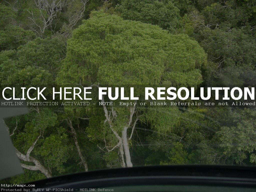 5 Monumental trees of Australia