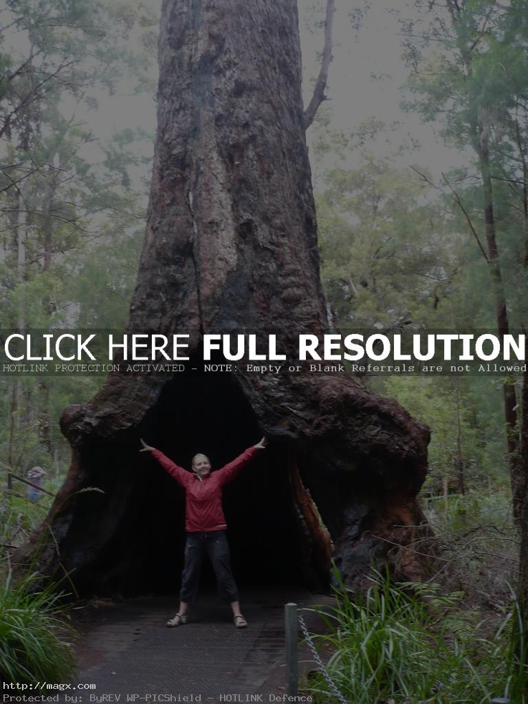 6 Monumental trees of Australia