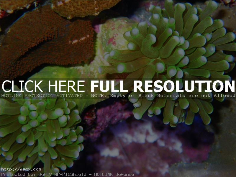 1 Wonderful World of Coral Reefs