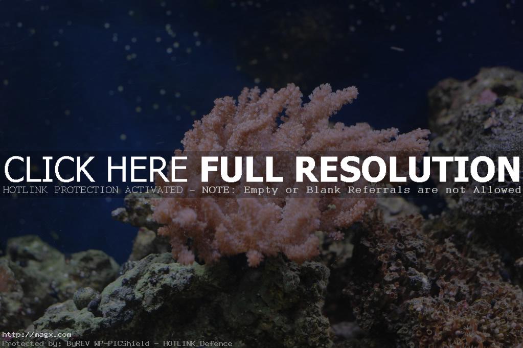 4 Wonderful World of Coral Reefs