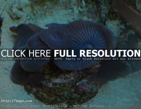 5 Wonderful World of Coral Reefs