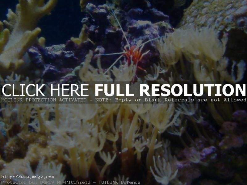 6 Wonderful World of Coral Reefs