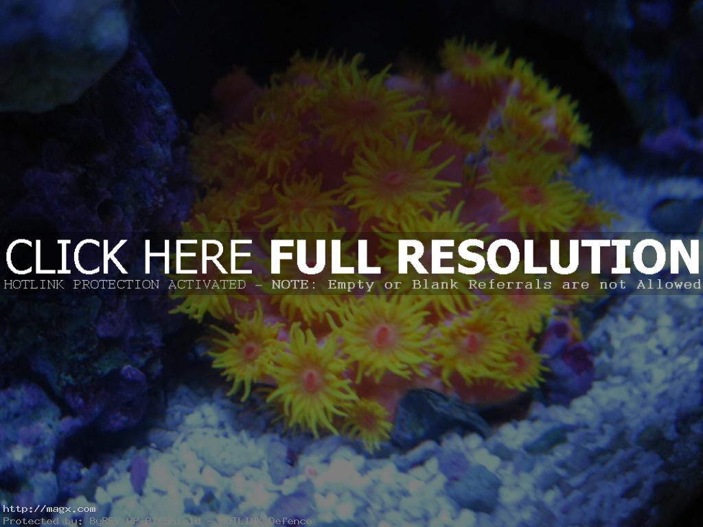 7 Wonderful World of Coral Reefs