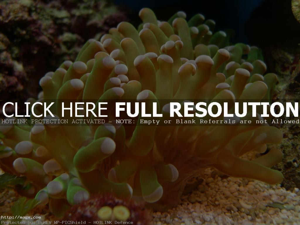 8 Wonderful World of Coral Reefs