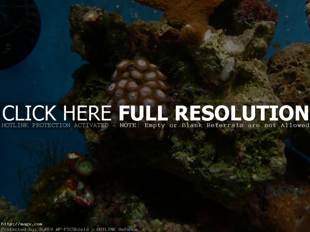 9 Wonderful World of Coral Reefs